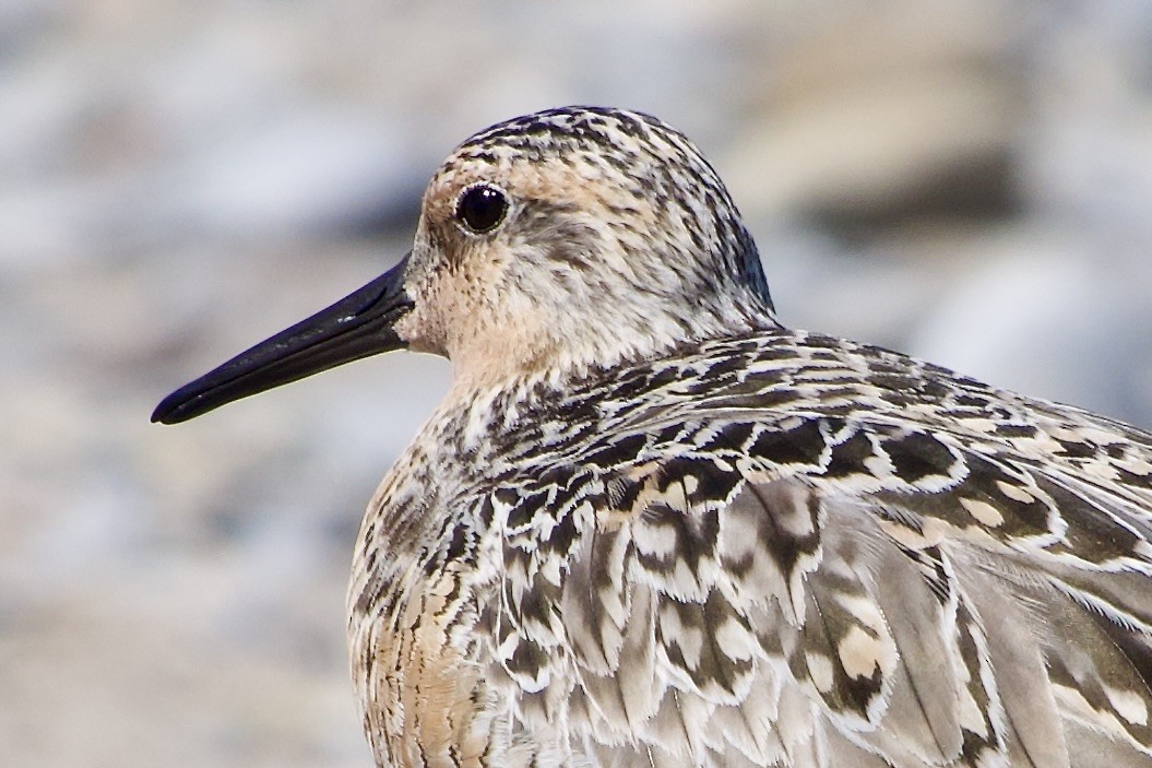 Red Knot - Jerry Horak