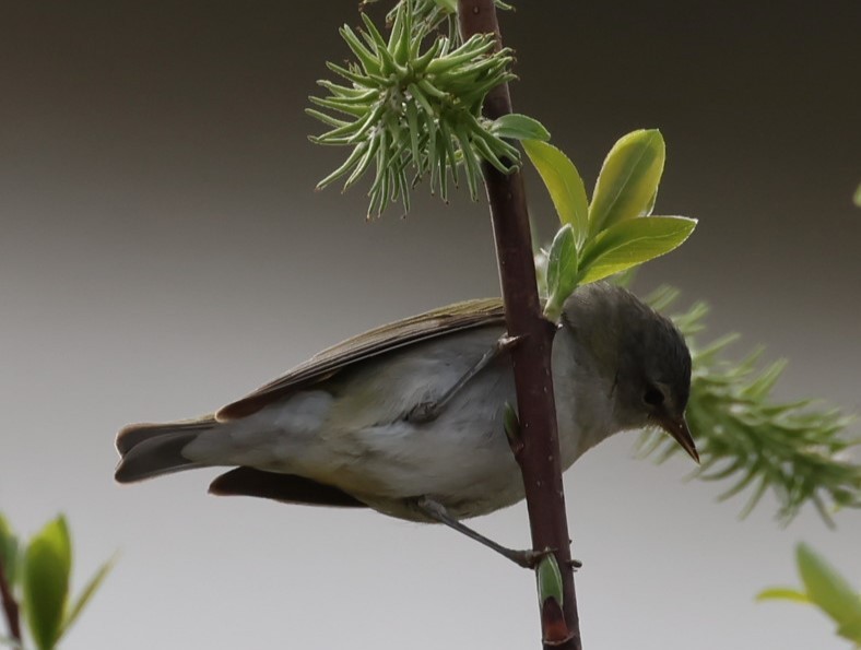 Tennessee Warbler - Pam Rasmussen