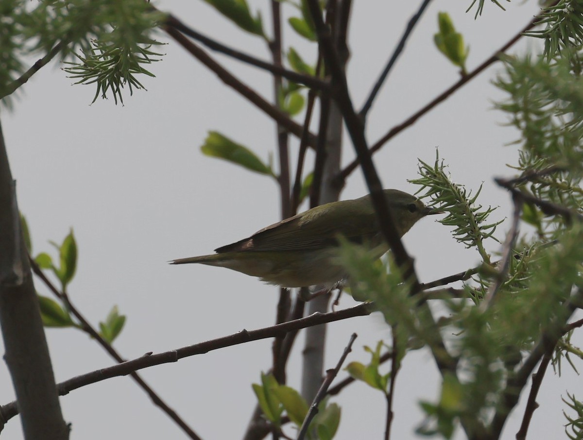 Tennessee Warbler - Pam Rasmussen