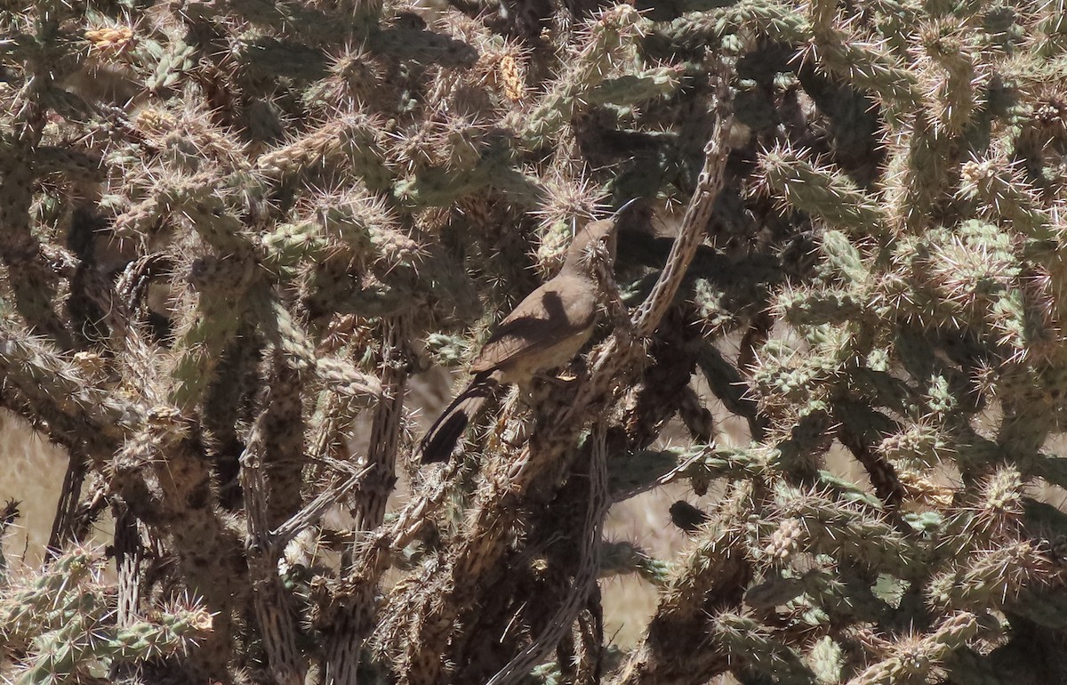 Curve-billed Thrasher - Rozelle Wright