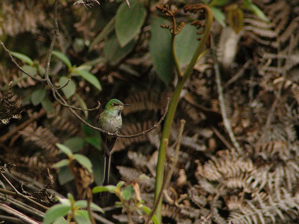 Black-tailed Trainbearer - carlos riaga