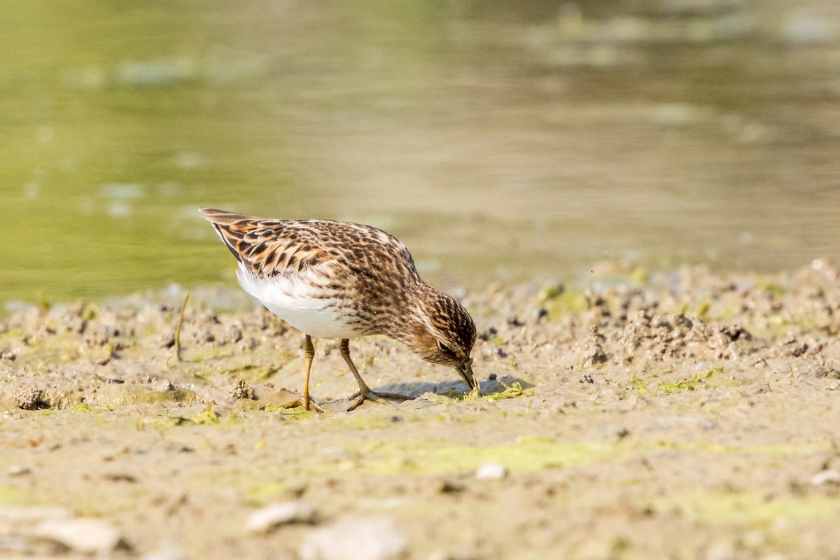 Least Sandpiper - Brad Reinhardt