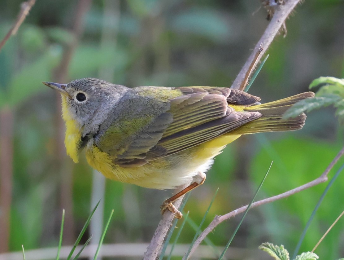 Nashville Warbler - Pam Rasmussen