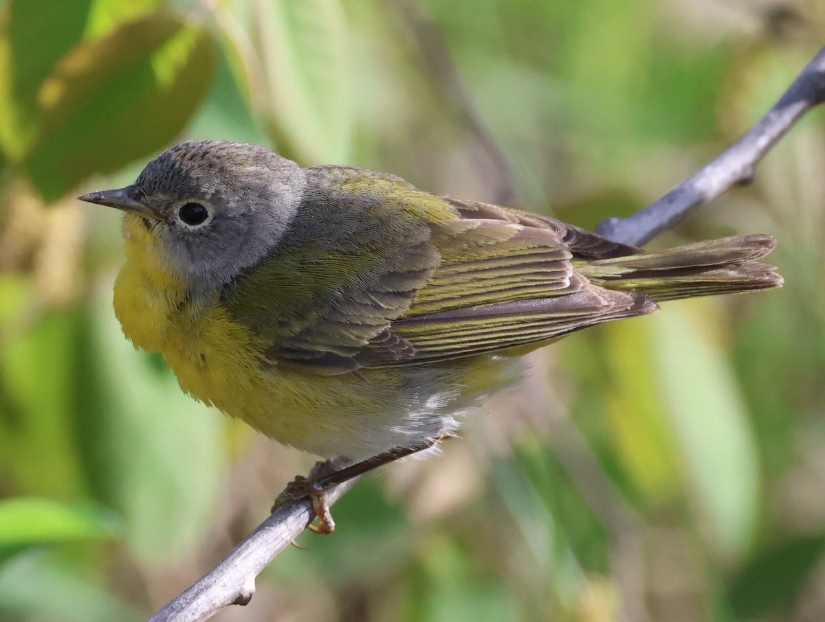 Nashville Warbler - Pam Rasmussen