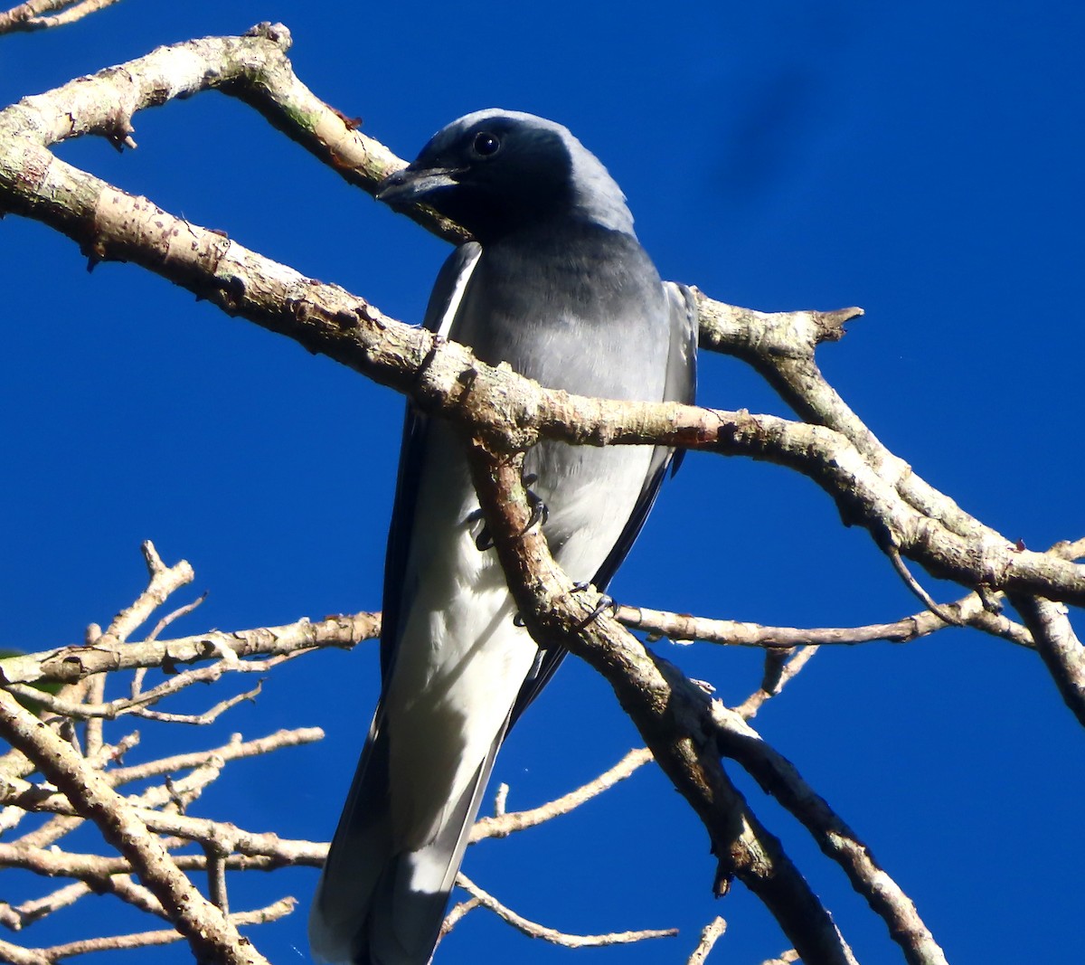 Black-faced Cuckooshrike - Paul Dobbie