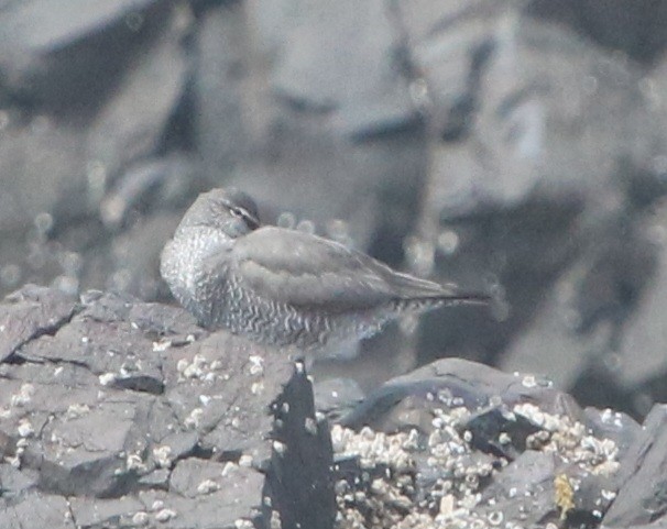 Wandering Tattler - Isaiah Nugent