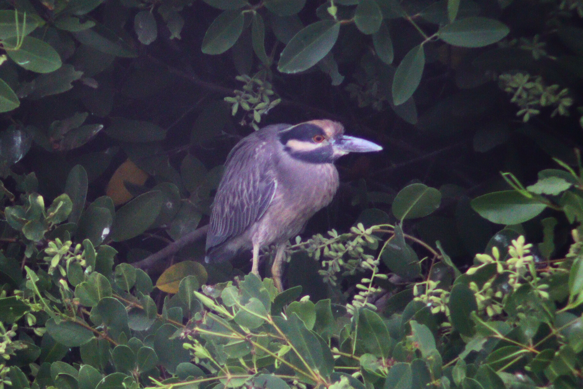 Yellow-crowned Night Heron - ML619553423