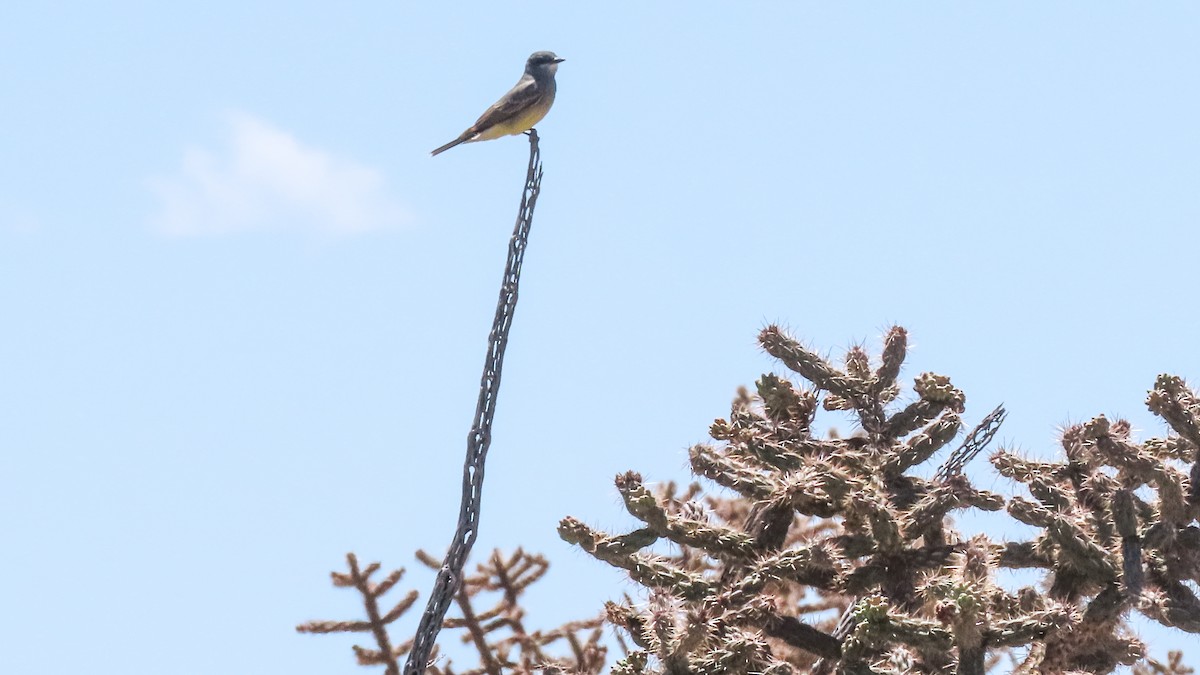 Cassin's Kingbird - Rozelle Wright