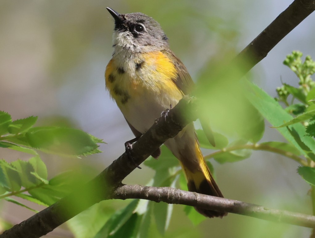 American Redstart - Pam Rasmussen