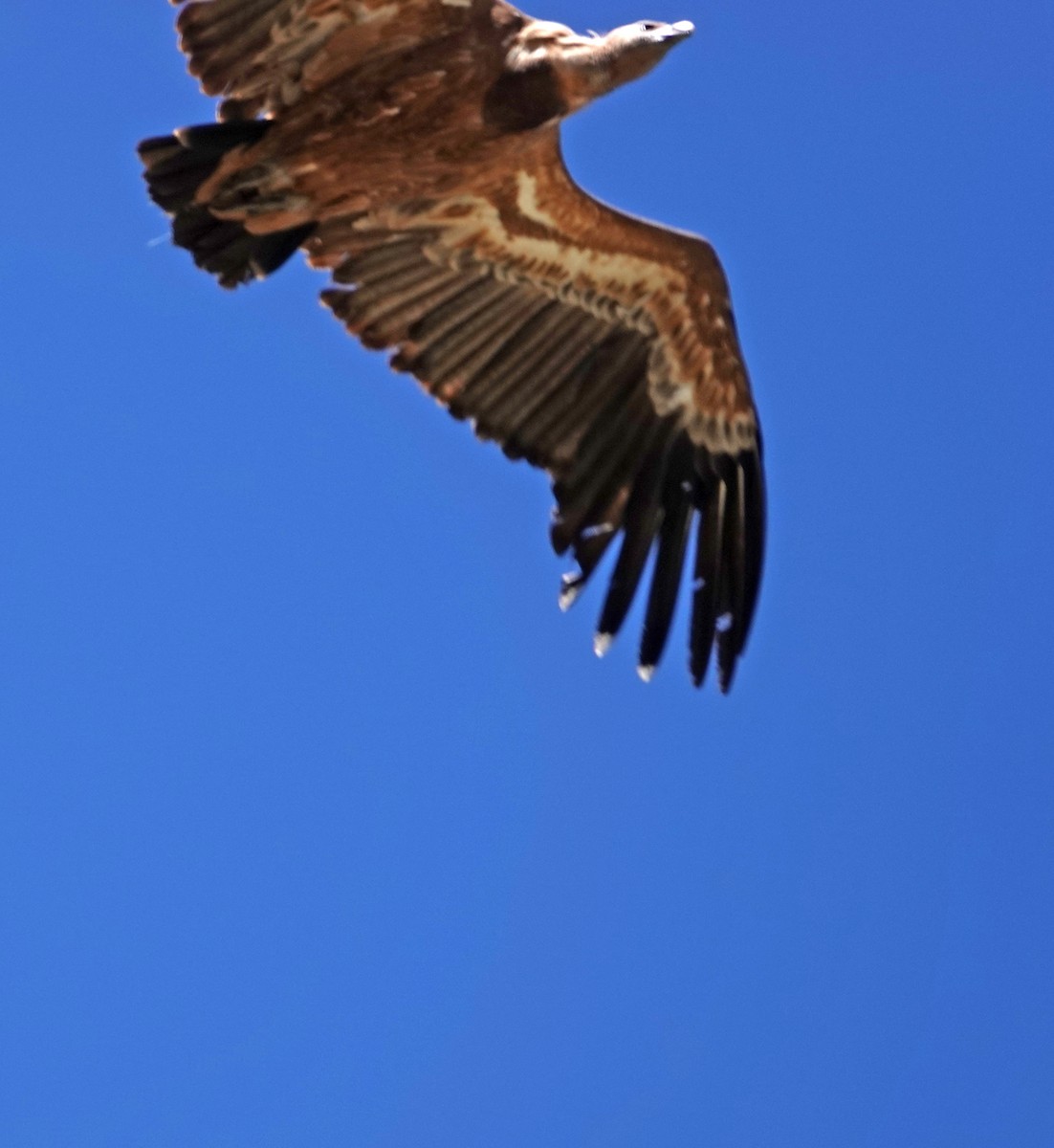 Eurasian Griffon - Diane Drobka