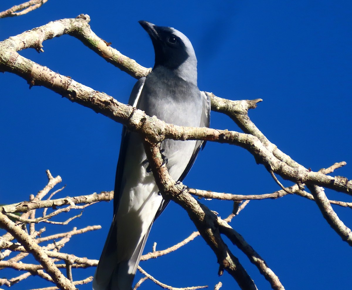 Black-faced Cuckooshrike - Paul Dobbie