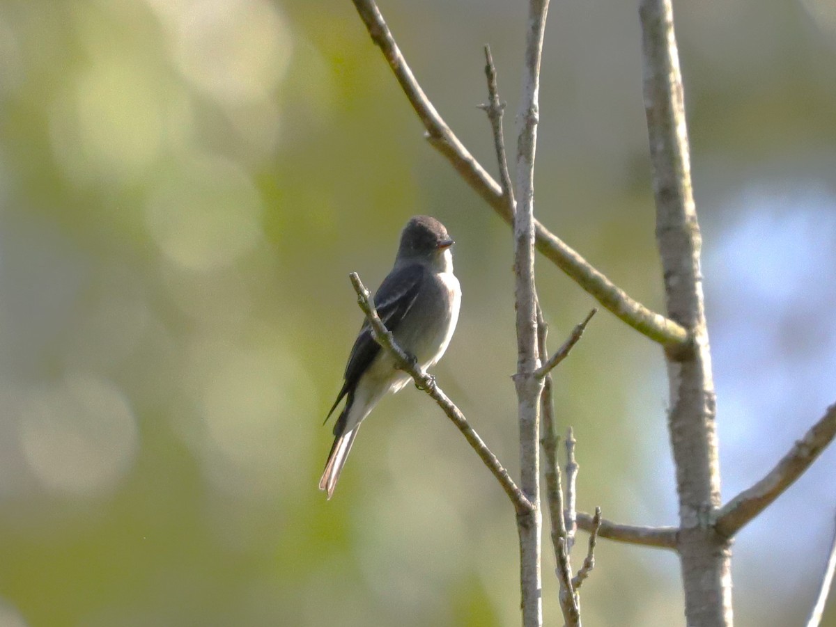 Western Wood-Pewee - Drew Hatcher