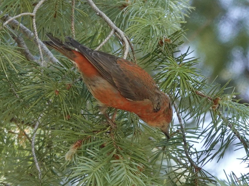 Red Crossbill - Cathy Beck