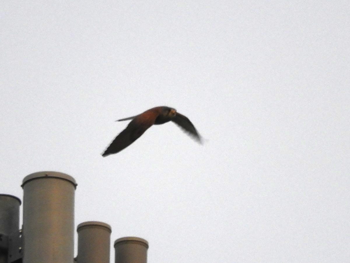 Eurasian Kestrel - Takayuki Uchida