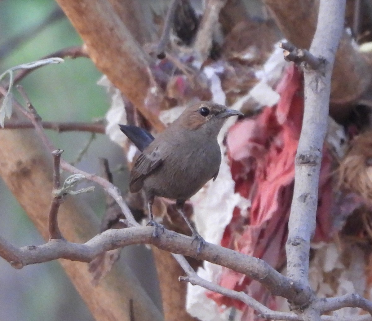 Indian Robin - Prof Chandan Singh Dalawat