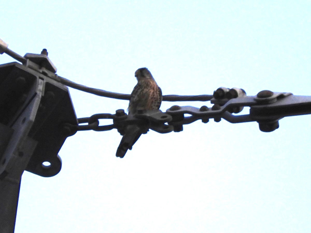 Eurasian Kestrel - Takayuki Uchida