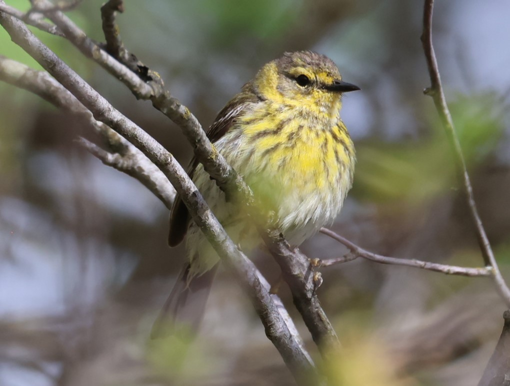 Cape May Warbler - Pam Rasmussen