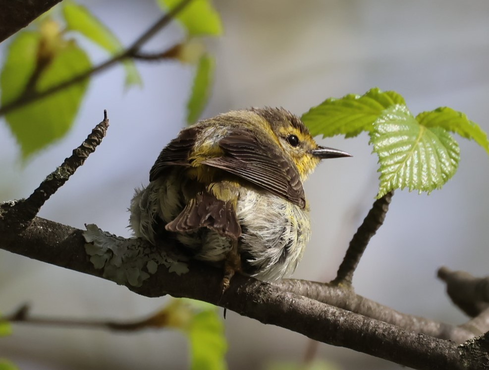 Cape May Warbler - Pam Rasmussen