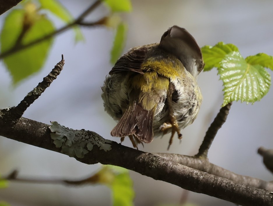 Cape May Warbler - Pam Rasmussen