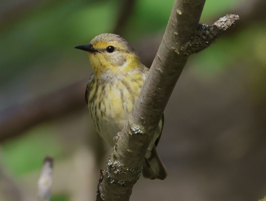 Cape May Warbler - Pam Rasmussen