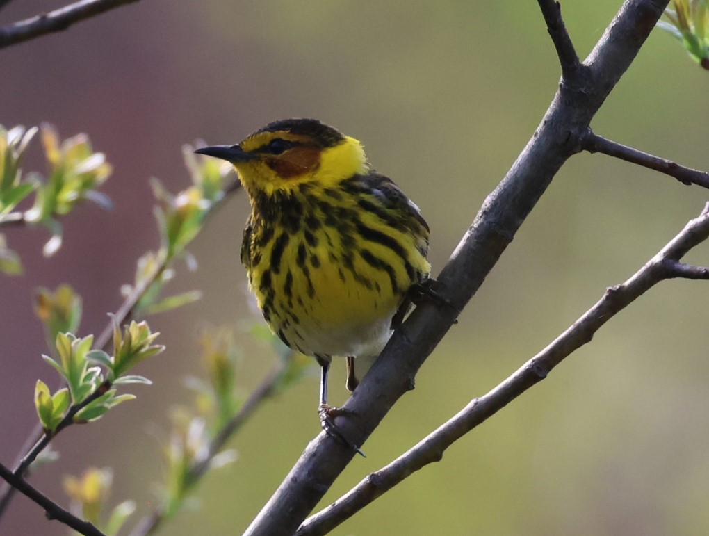 Cape May Warbler - Pam Rasmussen