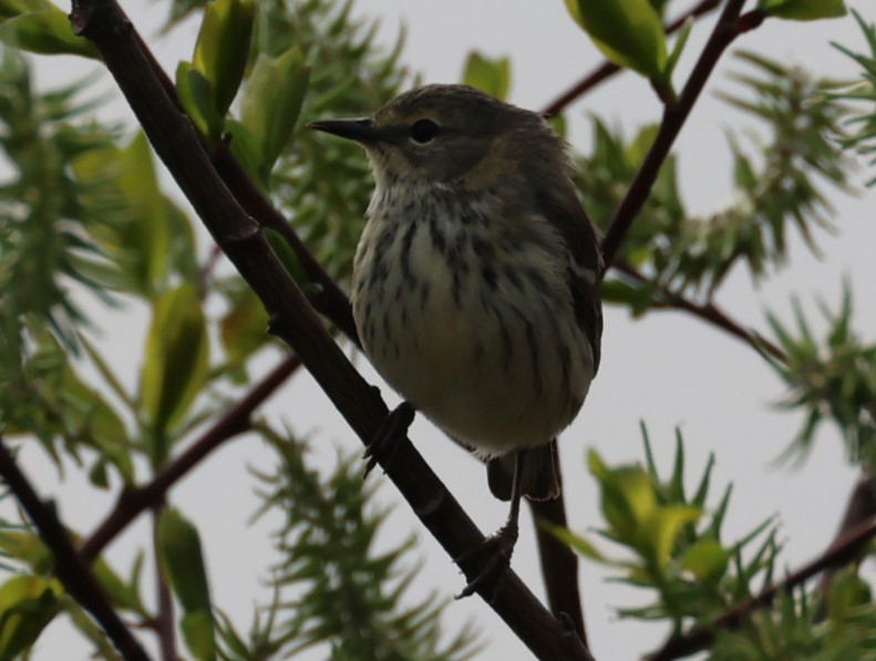 Cape May Warbler - Pam Rasmussen