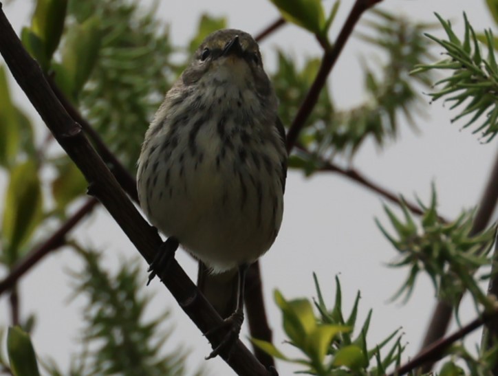 Cape May Warbler - Pam Rasmussen