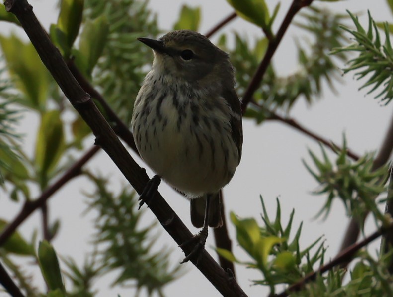 Cape May Warbler - Pam Rasmussen