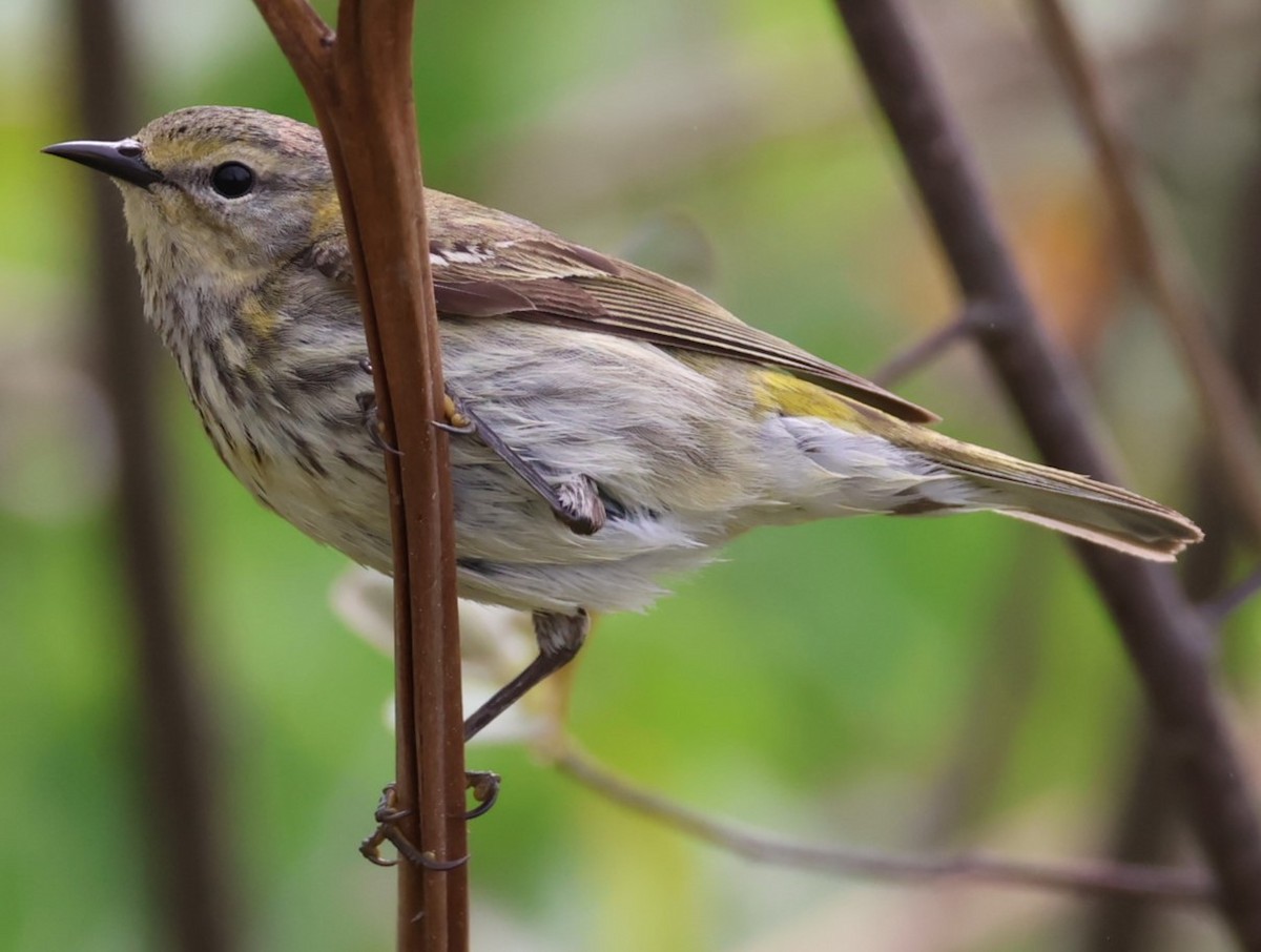 Cape May Warbler - Pam Rasmussen