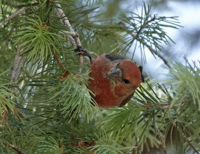 Red Crossbill - Cathy Beck