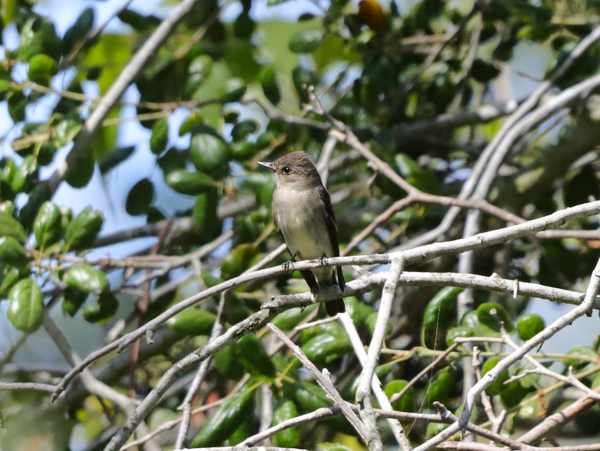 Western Wood-Pewee - Drew Hatcher