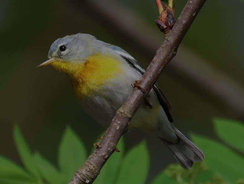 Northern Parula - Pam Rasmussen