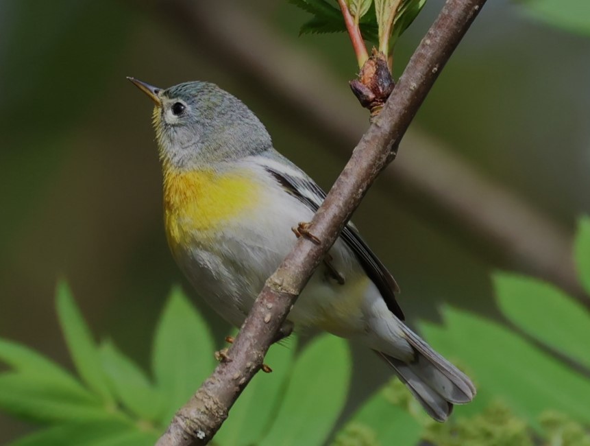 Northern Parula - Pam Rasmussen