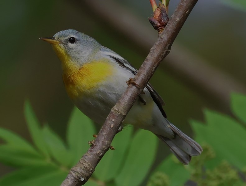 Northern Parula - Pam Rasmussen