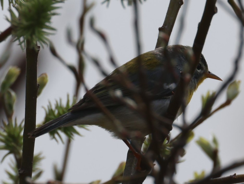 Northern Parula - Pam Rasmussen