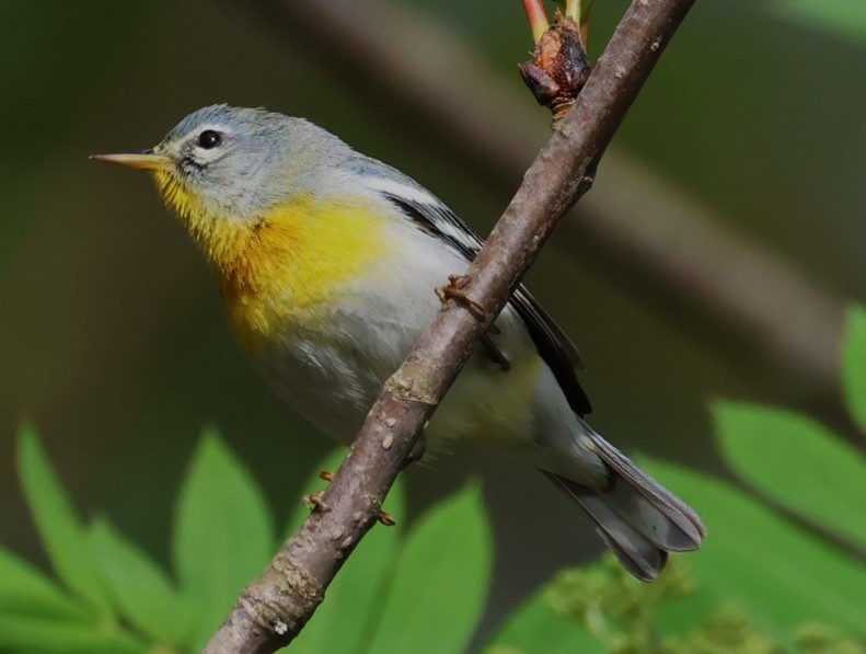 Northern Parula - Pam Rasmussen