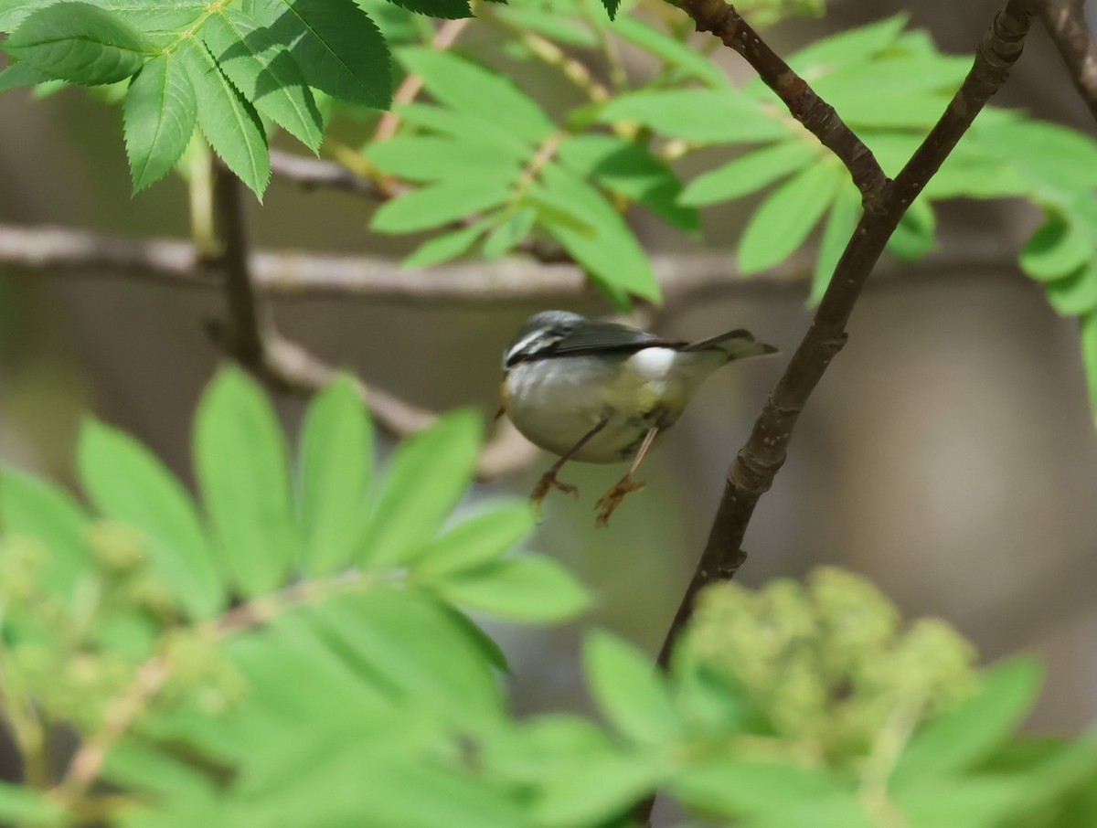 Northern Parula - Pam Rasmussen