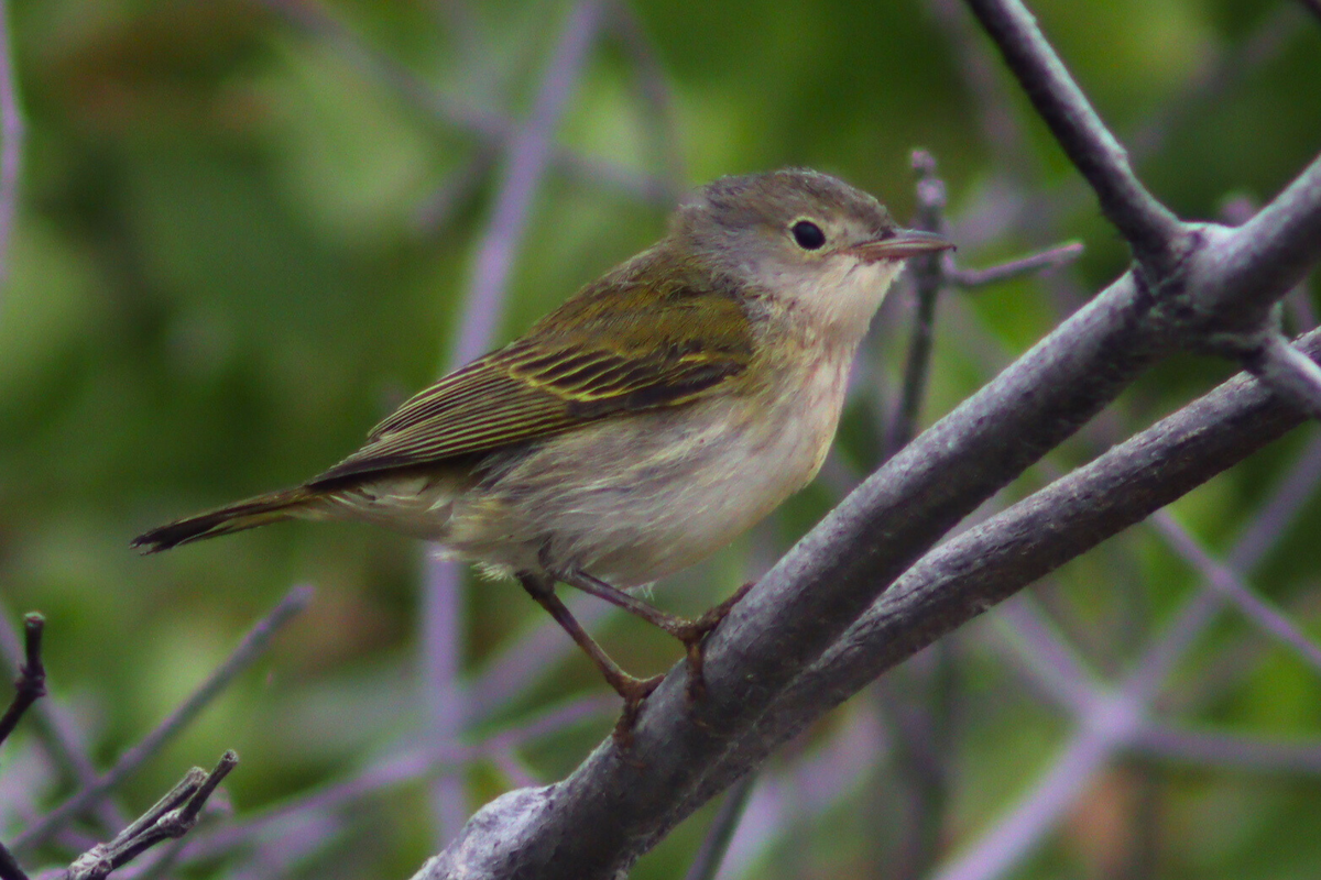 Northern/Mangrove Yellow Warbler - ML619553475