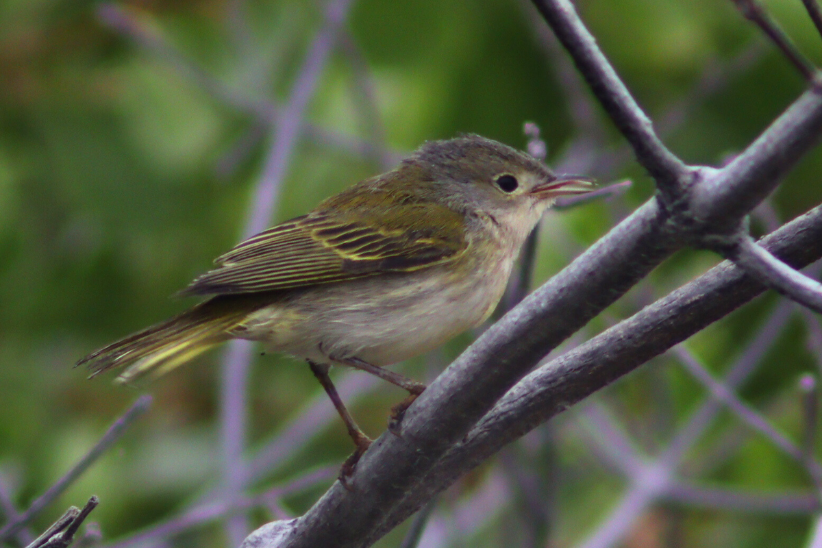 Northern/Mangrove Yellow Warbler - ML619553476