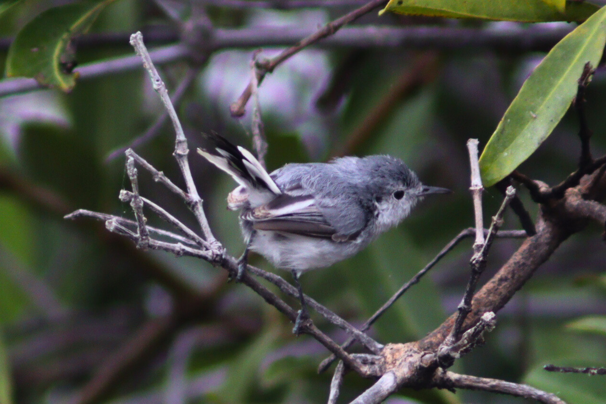 White-browed Gnatcatcher - ML619553481