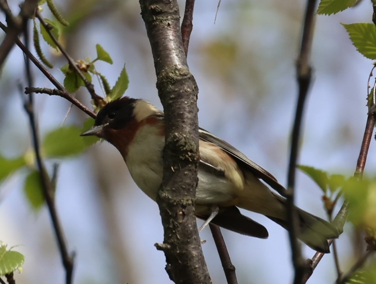 Bay-breasted Warbler - Pam Rasmussen