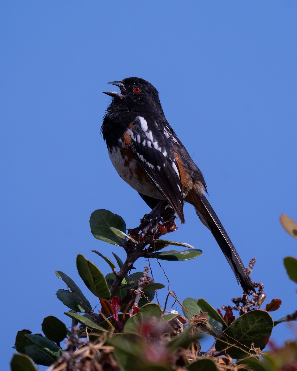 Spotted Towhee - Colin Gallagher