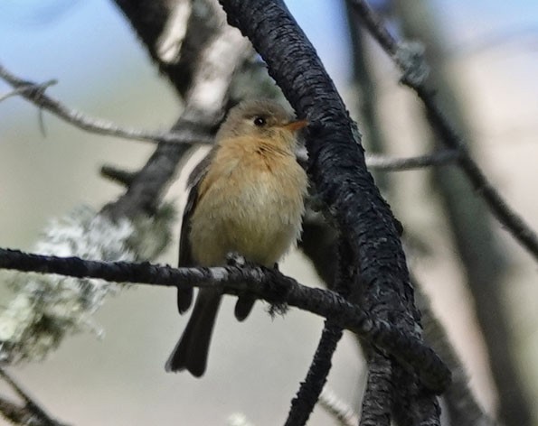 Buff-breasted Flycatcher - Cathy Beck