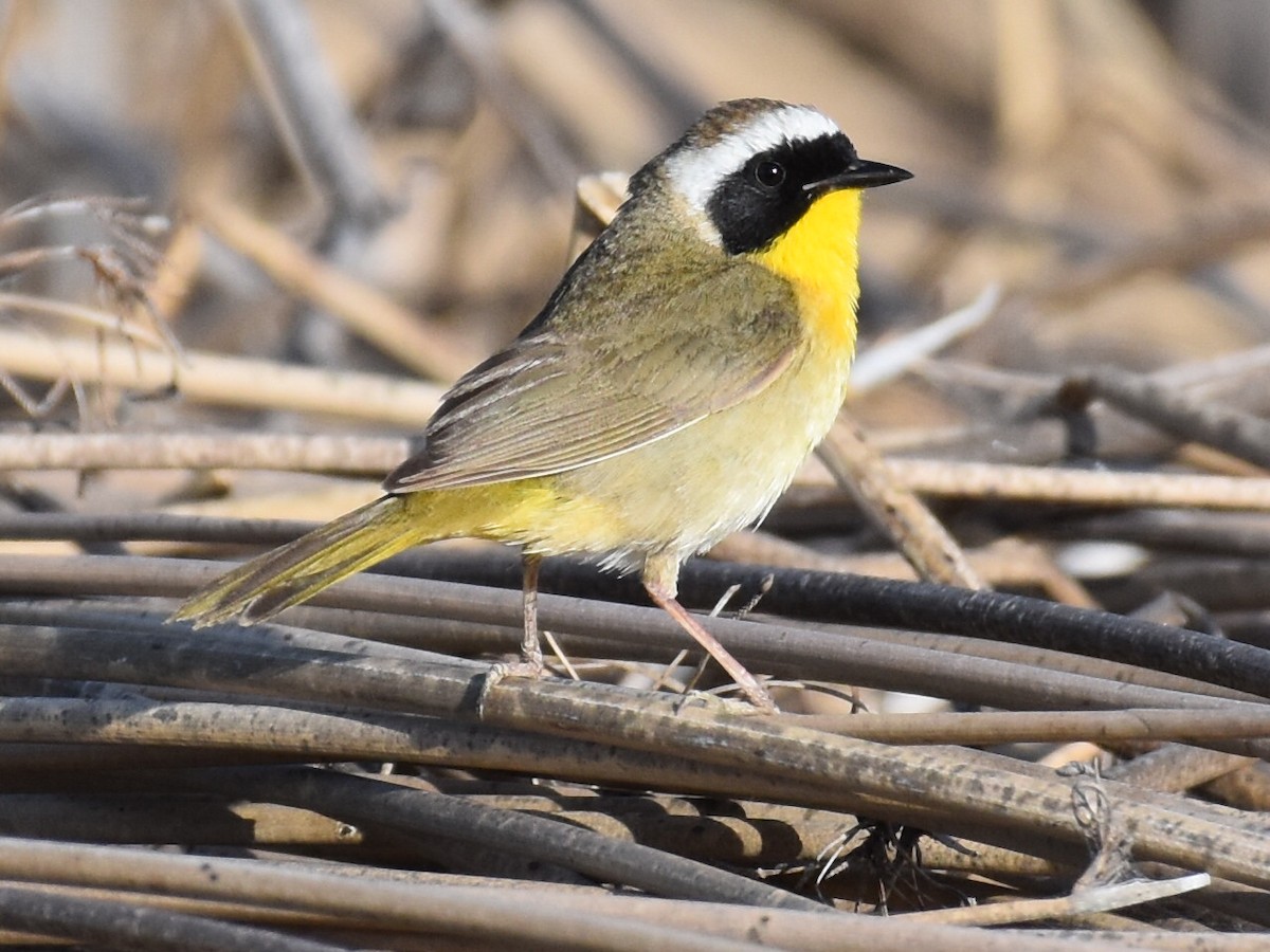 Common Yellowthroat - David Gallagher