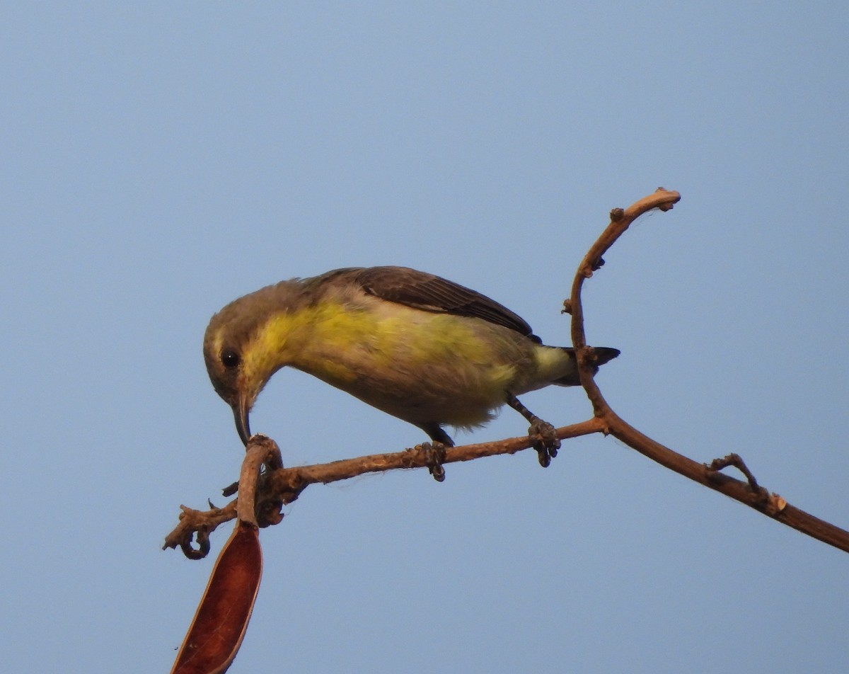 Purple Sunbird - Prof Chandan Singh Dalawat