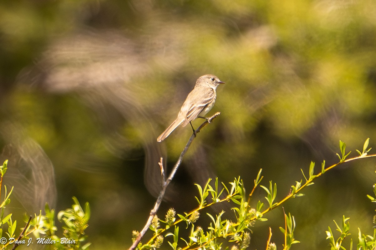 Dusky Flycatcher - Dana Miller-Blair