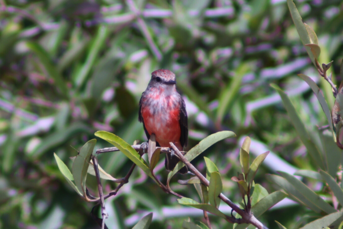 Vermilion Flycatcher - ML619553494
