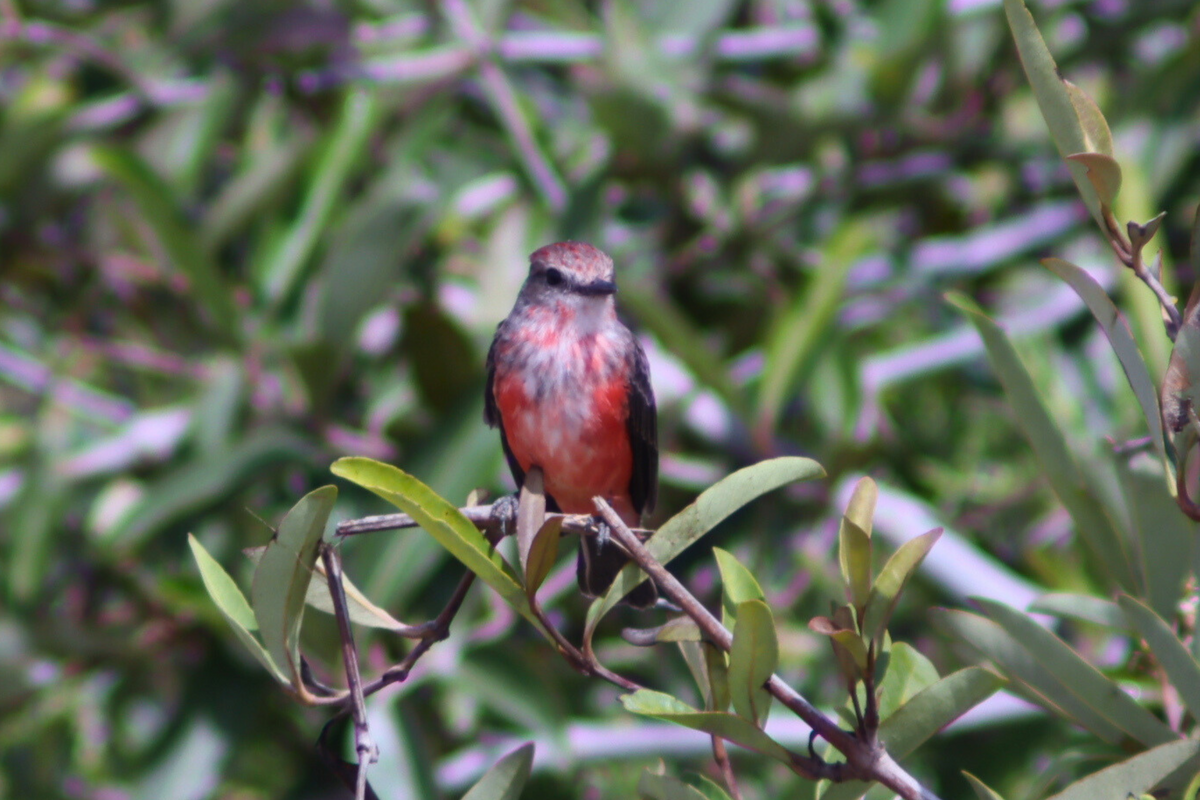 Vermilion Flycatcher - Marisel Alexandra Flores Moscol