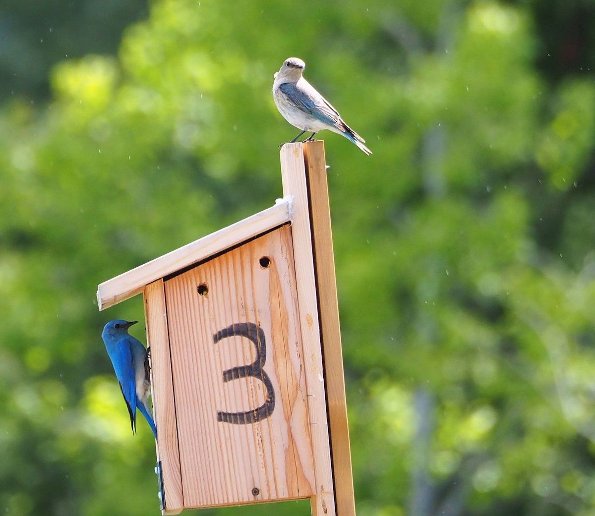 Mountain Bluebird - Jeri Higgins