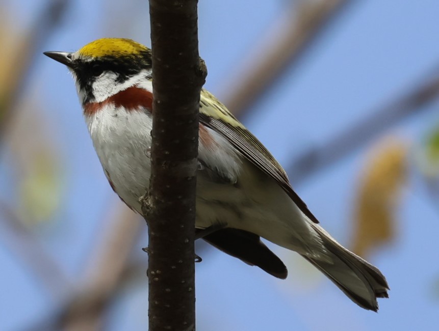 Chestnut-sided Warbler - Pam Rasmussen